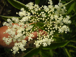 Image description